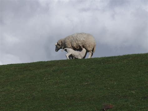 Sheep Lamb Suckle Free Photo On Pixabay Pixabay