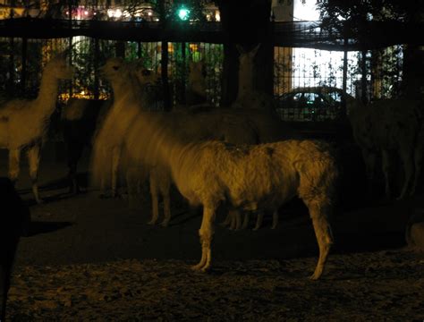 El Zoológico De Noche Gustavo Rivas