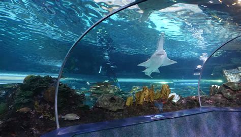 In The Tunnel Under The Shark Lagoon Ripleys Aquarium Of The Smokies Gatlinburg Tennessee