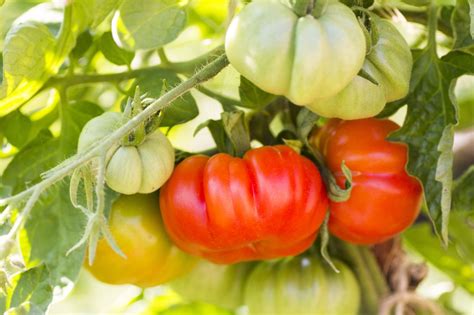 Growing Big Red Juicy Beefsteak Tomatoes Southeast Agnet