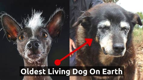 Longest Living Dog Breeds On Earth Youtube