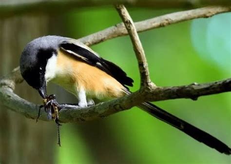 Mengenal ciri dan cara perawatan burung anis merah atau punglor merah; Makanan Burung Cendet Agar Gacor dan Rajin Bunyi (LENGKAP!)