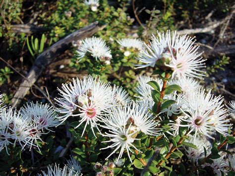 May 03, 2021 · it can compete with other nearby plants and obtain light, soil minerals, and moisture. Australian Native Plant Profile: Muntries (Kunzea Pomifera ...