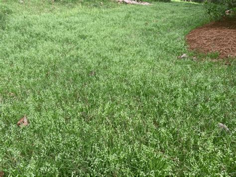 Do You Have Poa Annua In Your Lawn Fairway Green