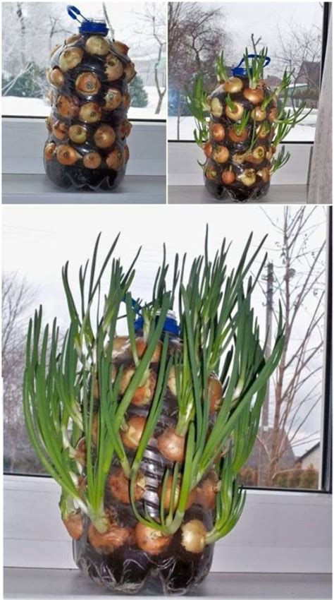 This indoor vegetable garden design idea looks beautiful with a plant cupboard. 15 Best Indoor Gardening Ideas for Beginners and Advanced Gardeners