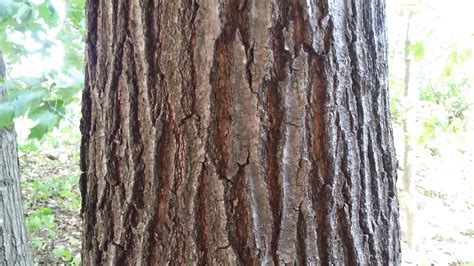 Northern Red Oak Quercus Rubra Deciduous Trees Cold Stream Farm