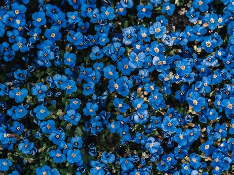500 Blue Flower Pictures Hd Download Free Images On Unsplash