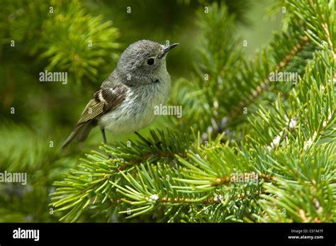 Ruby Crowned Kinglet Regulus Calendula Female Grand Teton National