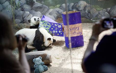 Giant Panda Twins Turn 2 At Zoo Atlanta Only Surviving