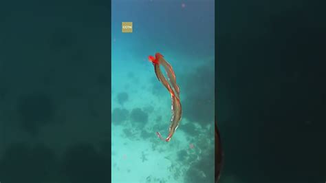 Rare Blanket Octopus Spotted In Australia Youtube