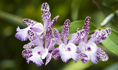 cattleya orchids plant