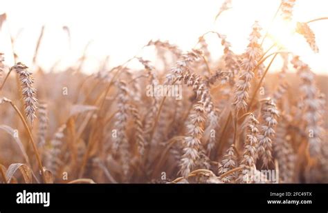 Wheat Field With Beautiful Lens Flares At Sunset Light 4k Nature