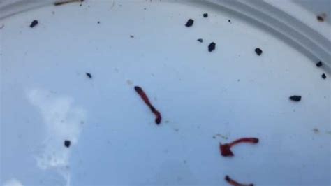 Redworms Found In Okla Drinking Water