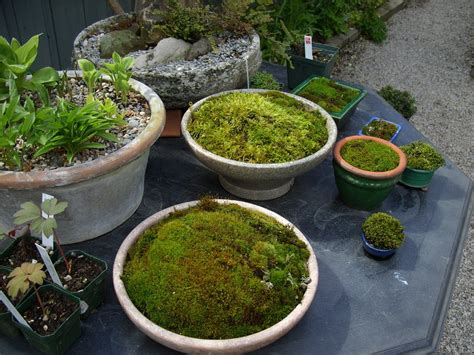 Container Inspiration Pretty Plants Container Gardening Moss Garden