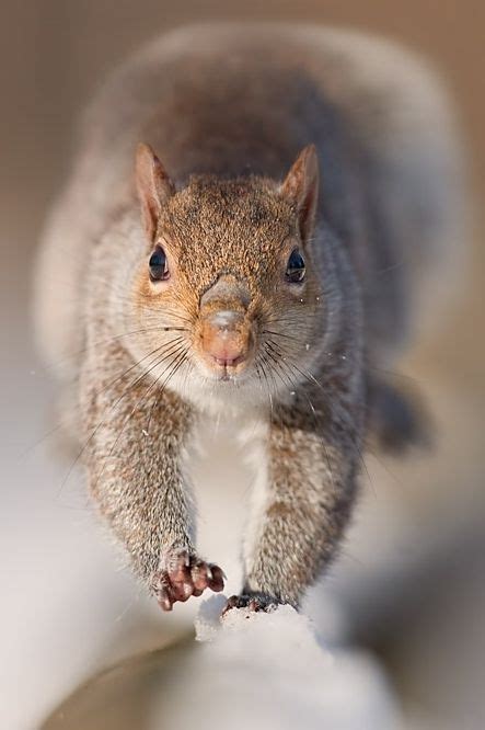 Squirrel Run To You By Stefano Ronchi On 500px Animals Beautiful