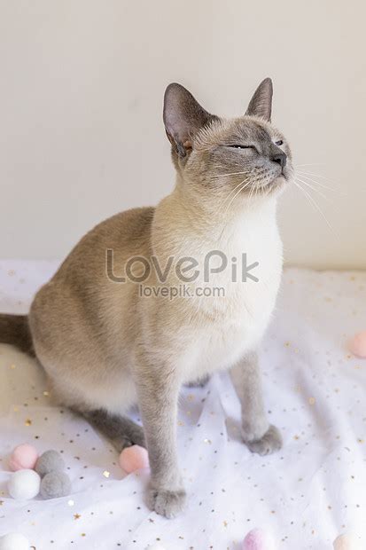 Siamese Cat Best Cat Wallpaper