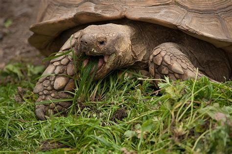 Las tortugas de agua salada alcanzan su madurez sexual alrededor de los 6 años de vida, ¡y pueden vivir más de 100! Tortugas terrestres - Hogarmania
