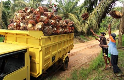Merupakan putra/putri keluarga pelaku perkebunan kelapa sawit indonesia, yaitu: Harga TBS Kelapa Sawit Riau Alami Kenaikan