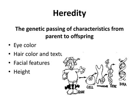 Heredity Examples