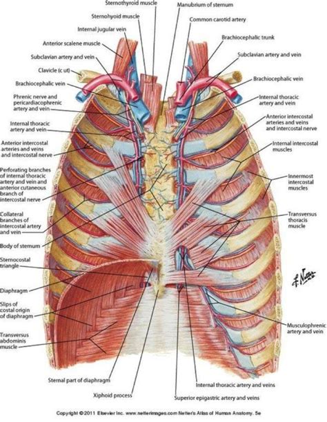 Rib Cage Anatomy Muscles Slides Show This Muscle Forms The Anterior