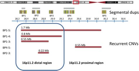 recurrent cnvs in the 16p11 2 region cnvs are indicated with reddish download scientific