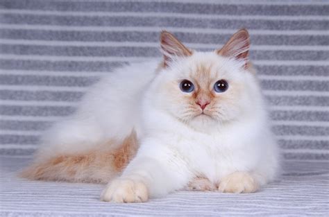 Although stocky, the siberian is a surprisingly agile cat. WinterBlue Cattery - Siberian kittens for sale in CT, NY ...