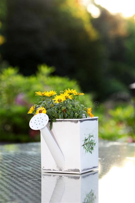 Molto resistente, anche al vento marino genere di piante erbacee di medie dimensioni, da resistenti a delicate, con fiori gialli molto accesi. Fiori Gialli In Un Vetro Usato Come Decorazione Della ...
