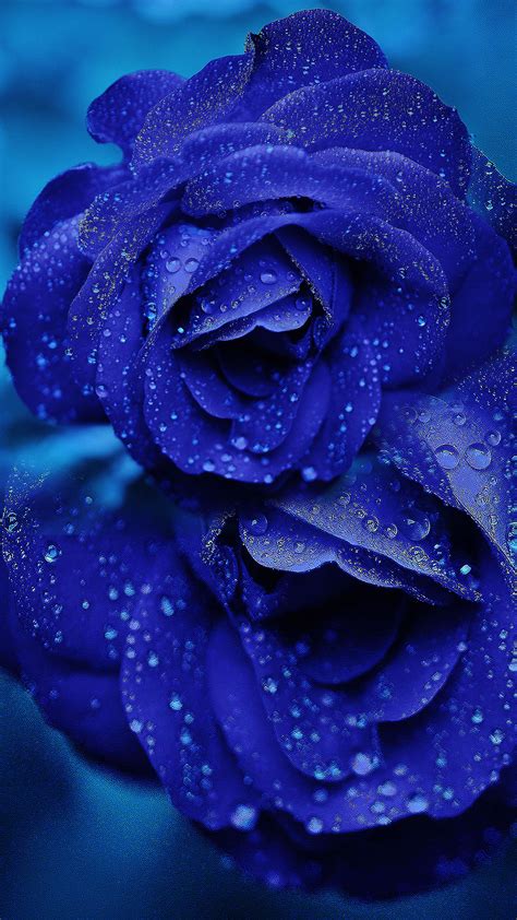 Blue Rose Phone 4k Wallpapers Wallpaper Cave