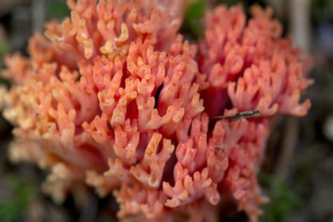 Ramaria Coral Fungus Ramaria Sp You Are Free To Use Thi Flickr