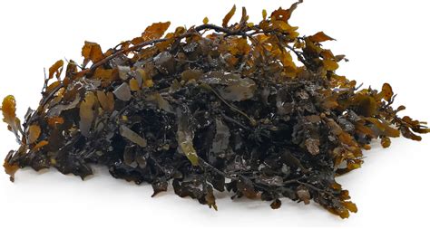 Sargassum Seaweed Information Recipes And Facts