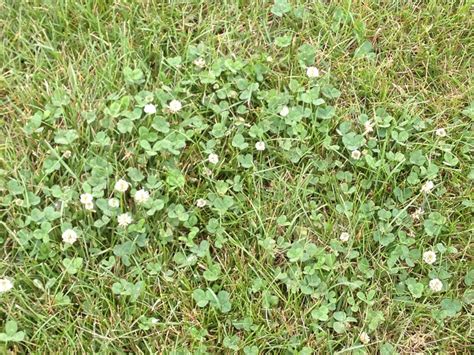 White Clover Mizzou Weedid