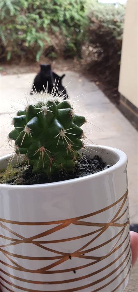 The type of soil determines how much water the plant needs. What's up with my cactus - Gardening & Landscaping Stack ...
