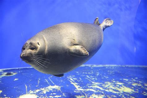 Baikal Seal Animals Ocean Treasures Seal
