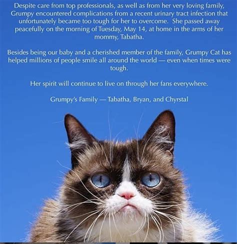 Grumpy Cat The Richest Cat In The World With 100 Million Fortune Is Dead