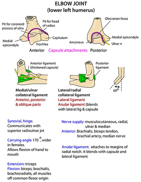 Instant Anatomy Upper Limb Joints Elbow