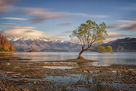 Lago Wanaka Cielo Sauce árbol Nueva Zelanda árbol Solitario Agua