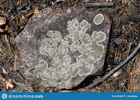 Lichen On A Stone In The Forest Floor Stock Image Image Of Stone