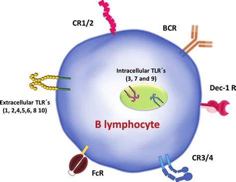 B Lymphocyte Receptors Involved In Pathogens Uptake B Lymphocytes