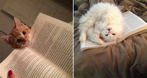 9 Super Cute Cats Who Want To Know What Youre Reading