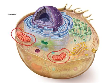 Eukaryotic Cell Organelles-Tori | Science | ShowMe