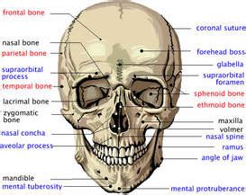 In animals, the nasal area extends much to identify human bones, examine the head, since the human skull has a unique size and shape. Head - Your Amazing Body