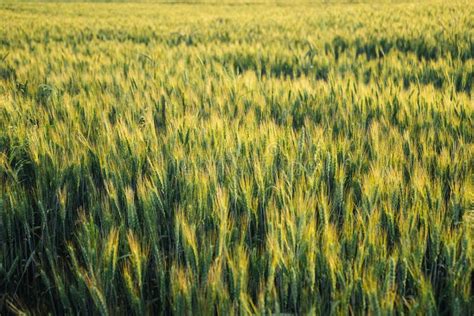 Young Wheat Field With Bright Sunset Light Stock Image Image Of