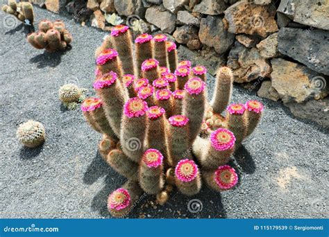 Tropical Cactus Garden With Flowers Jardin De Cactus In Guatiza Village