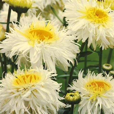 Our exquisite, hand crafted bouquets created with any of these flowers, designed by one of the owners are sure to make your loved one smile! Leucanthemum Seeds - Crazy Daisy - View All Flower Seeds ...