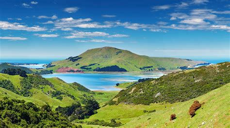 Exploring Dunedin And New Zealands Otago Peninsula