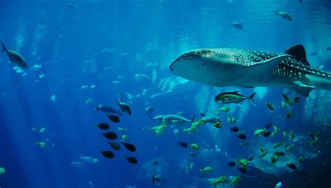 Whale Shark Diving In Western Australia The Other Side Of Underwater