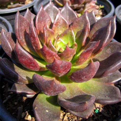 Echeveria 'black prince is a dark succulent that will definitely add some mood to your garden. Black Prince Echeveria | Budget Plants