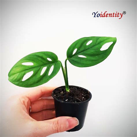 The philodendron is not a plant per se as many believe, but a genus of plants scientifically known as araceae. Philodendron Broken Heart Plant | Plants, Online plant ...