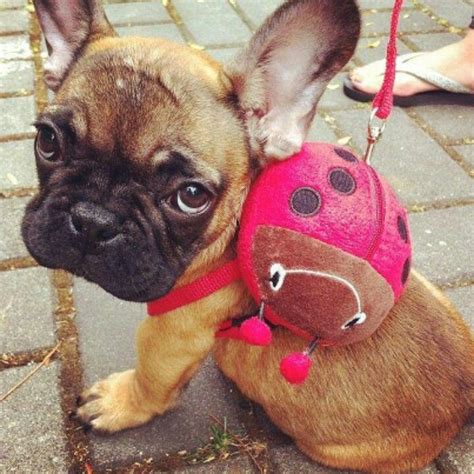 Whether you're gifting your own pup or your friend's, any dog lover would absolutely appreciate. 15 Adorable Animals Wearing Their Mini Backpacks - I Can ...