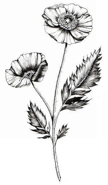 22 Most Gorgeous Flower Tattoos Wildflower Drawing Botanical